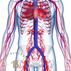 Collection image for: Sistema Circulatório