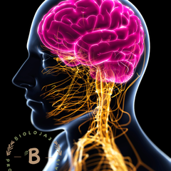 Collection image for: Sistema Nervoso