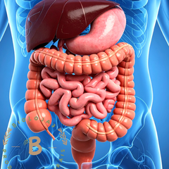 Collection image for: Sistema Digestivo e Hepático