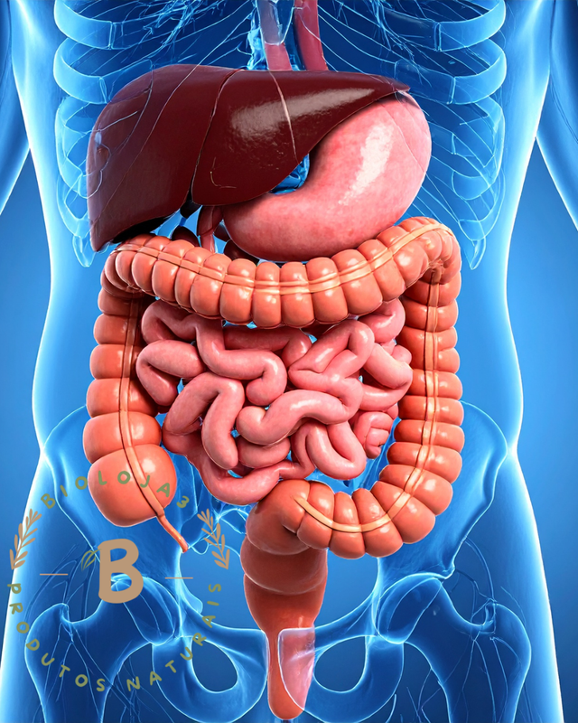 Sistema Digestivo e Hepático