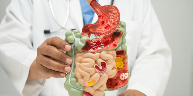 <h2>INTESTINO</h2>